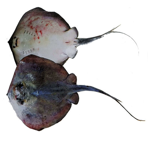 Dasyatis pastinaca023599.jpg